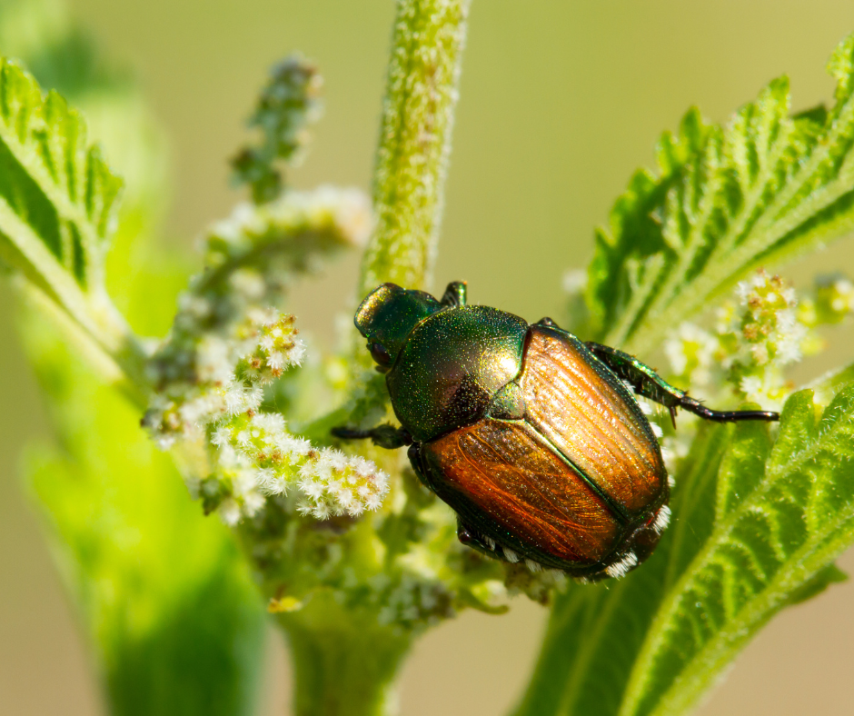 how-do-i-get-rid-of-japanese-beetles-in-my-yard